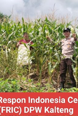 Polsek Kapuas Hulu Panen 1 Ton Jagung Bersama Warga, Komitmen Wujudkan Swasembada Pangan