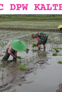 Dukung Ketahanan Pangan, Sertu Alim Santoso Dampingi Poktan Tani Makmur Tanam Padi di Jambewangi