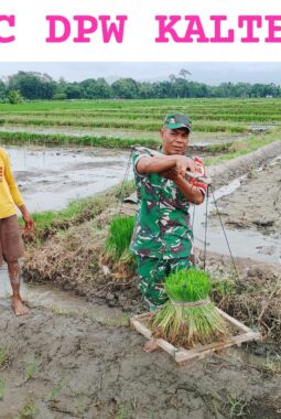 Babinsa Koramil Doko Dampingi Petani Tanam Padi di Desa Plumbagan, Dukung Ketahanan Pangan